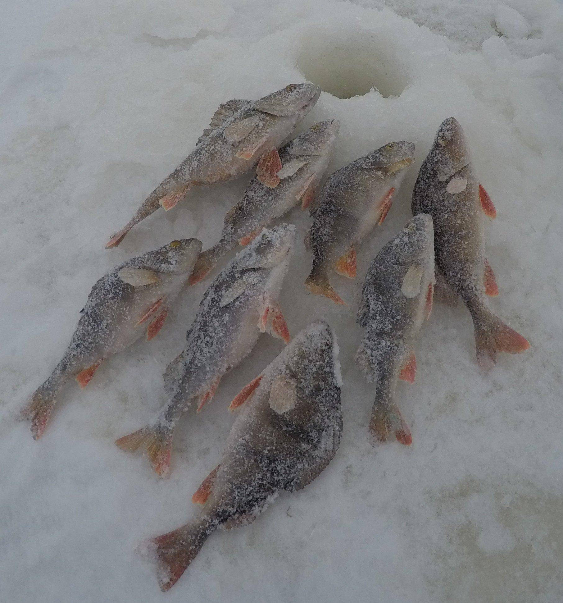 Рыбалка в глухозимье – способы ловли в зависимости от вида рыбы и советы новичкам