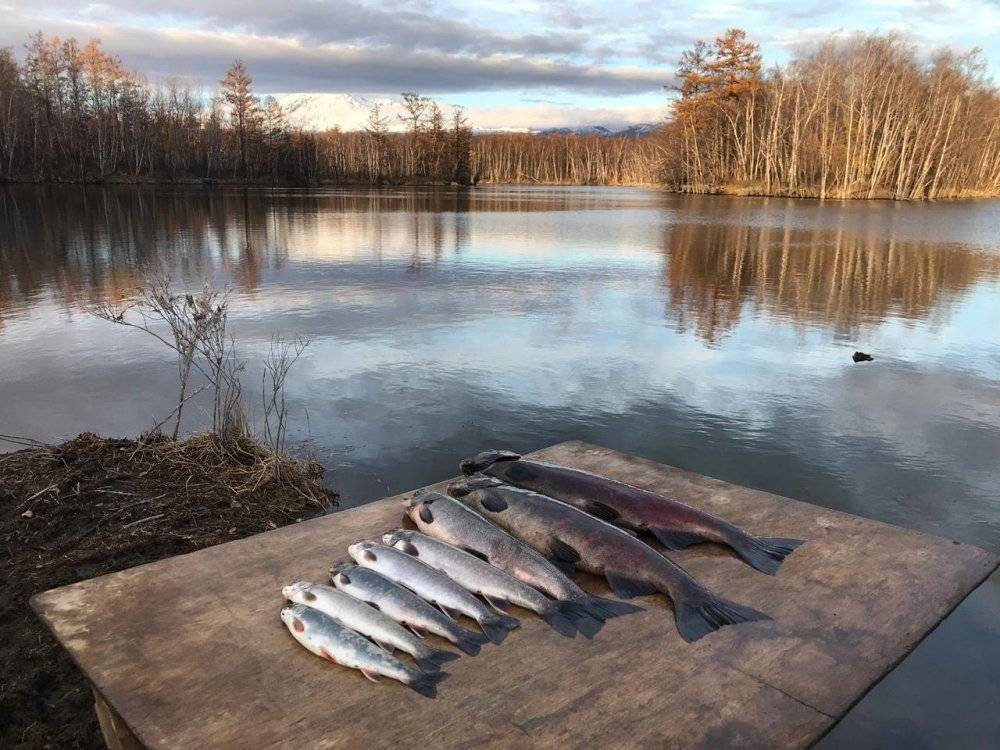 Рыбалка в новгородской области