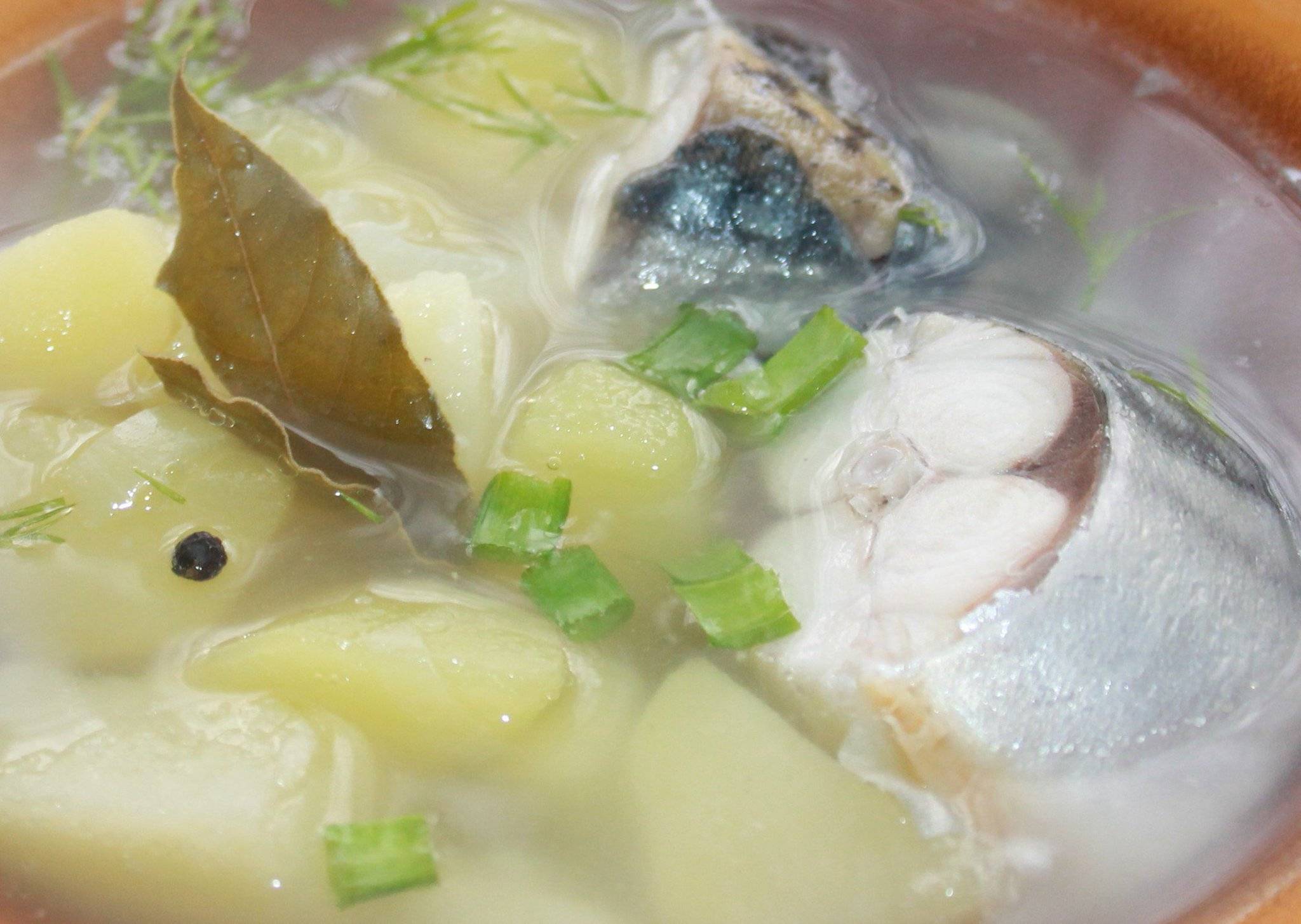 Как сварить суп из свежемороженой скумбрии — 5 рецептов рыбного супа
