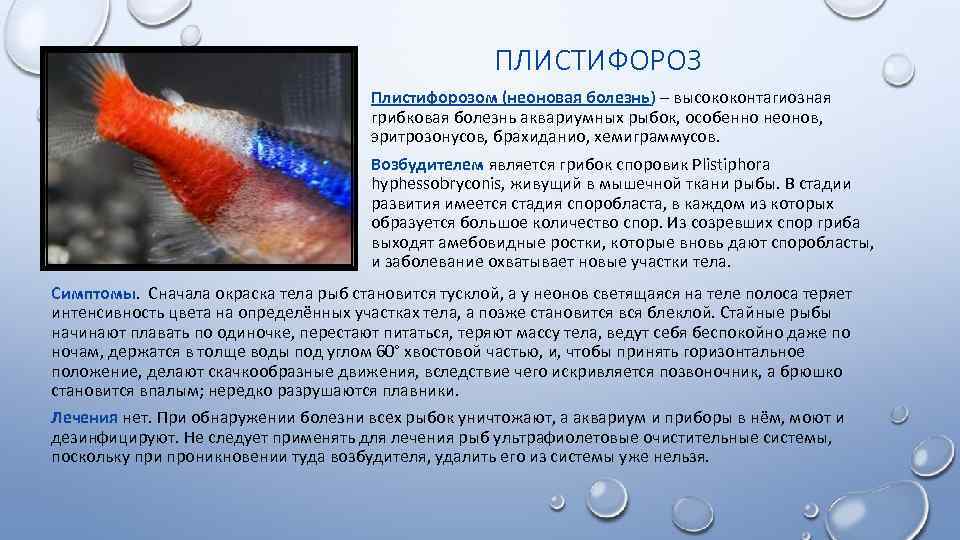 Болезни аквариумных рыбок: виды, признаки и лечение