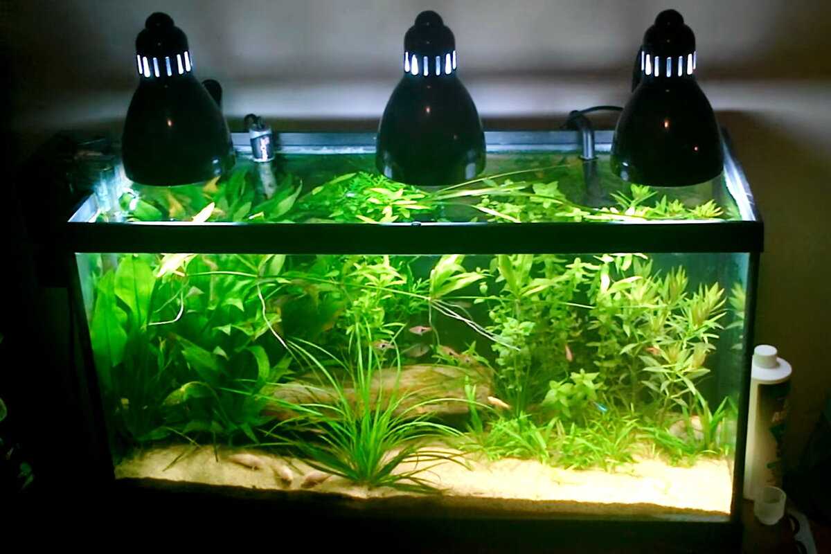 Освещение аквариума: какой свет нужен растениям