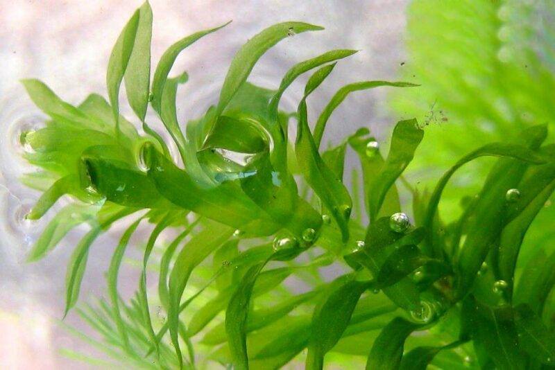 Элодея в аквариуме: как сажать, размножение и как ухаживать