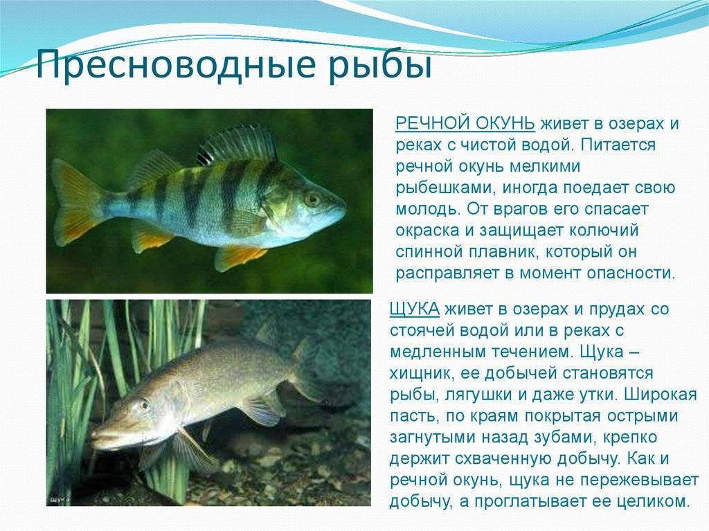 Болезни аквариумных рыб: лечение,описание,фото,симптомы,видео