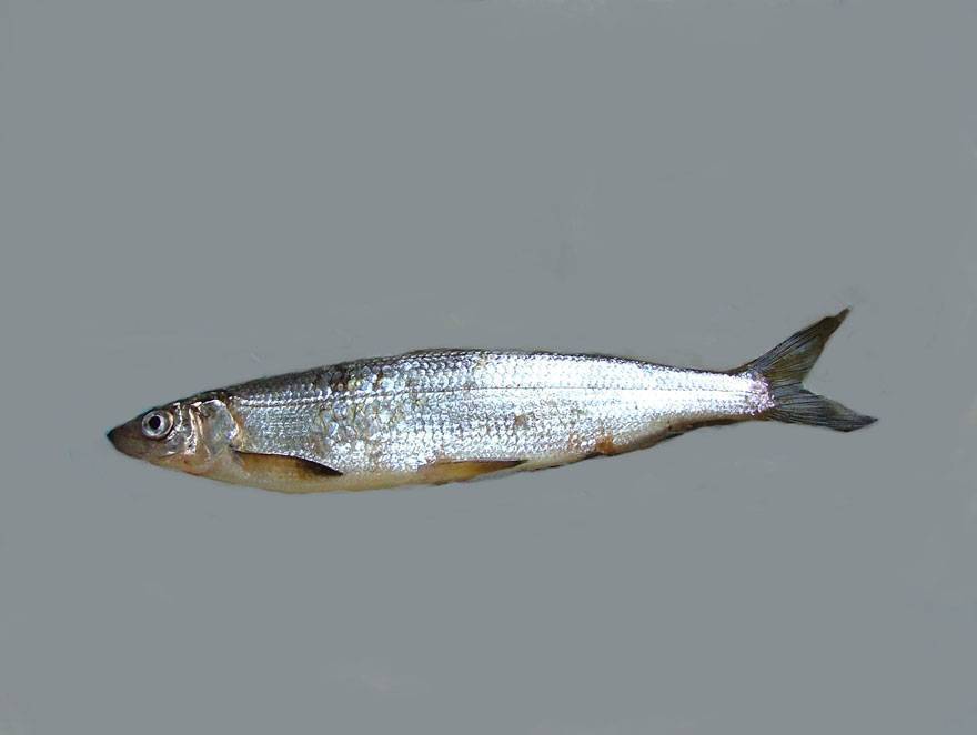 Рыба «снеток» фото и описание
