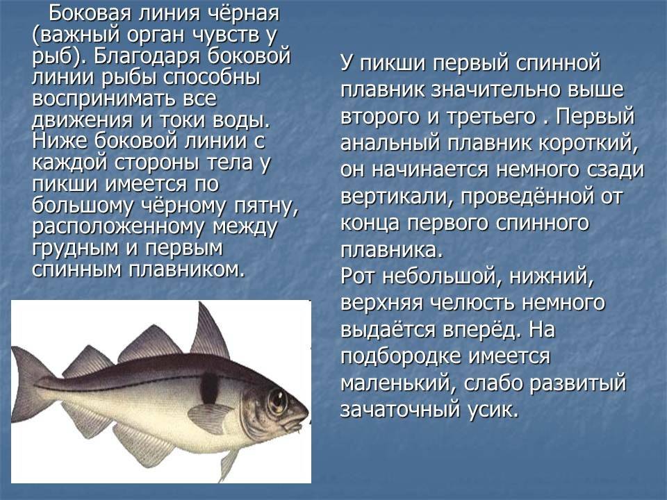 Рыба лобань: описание и места для ловли, полезные свойства, как приготовить черную кефаль