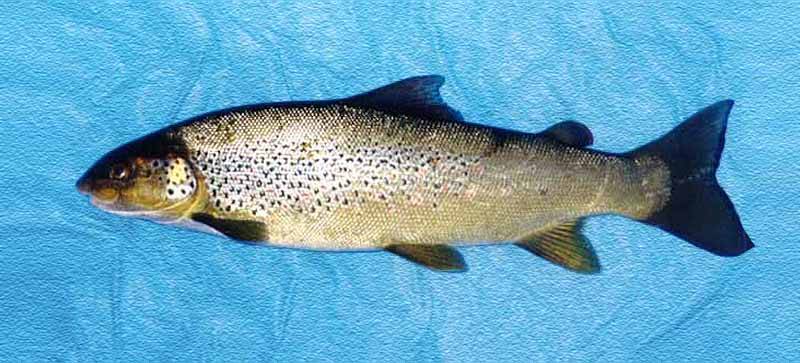 Форель ручьевая фото и описание – каталог рыб, смотреть онлайн