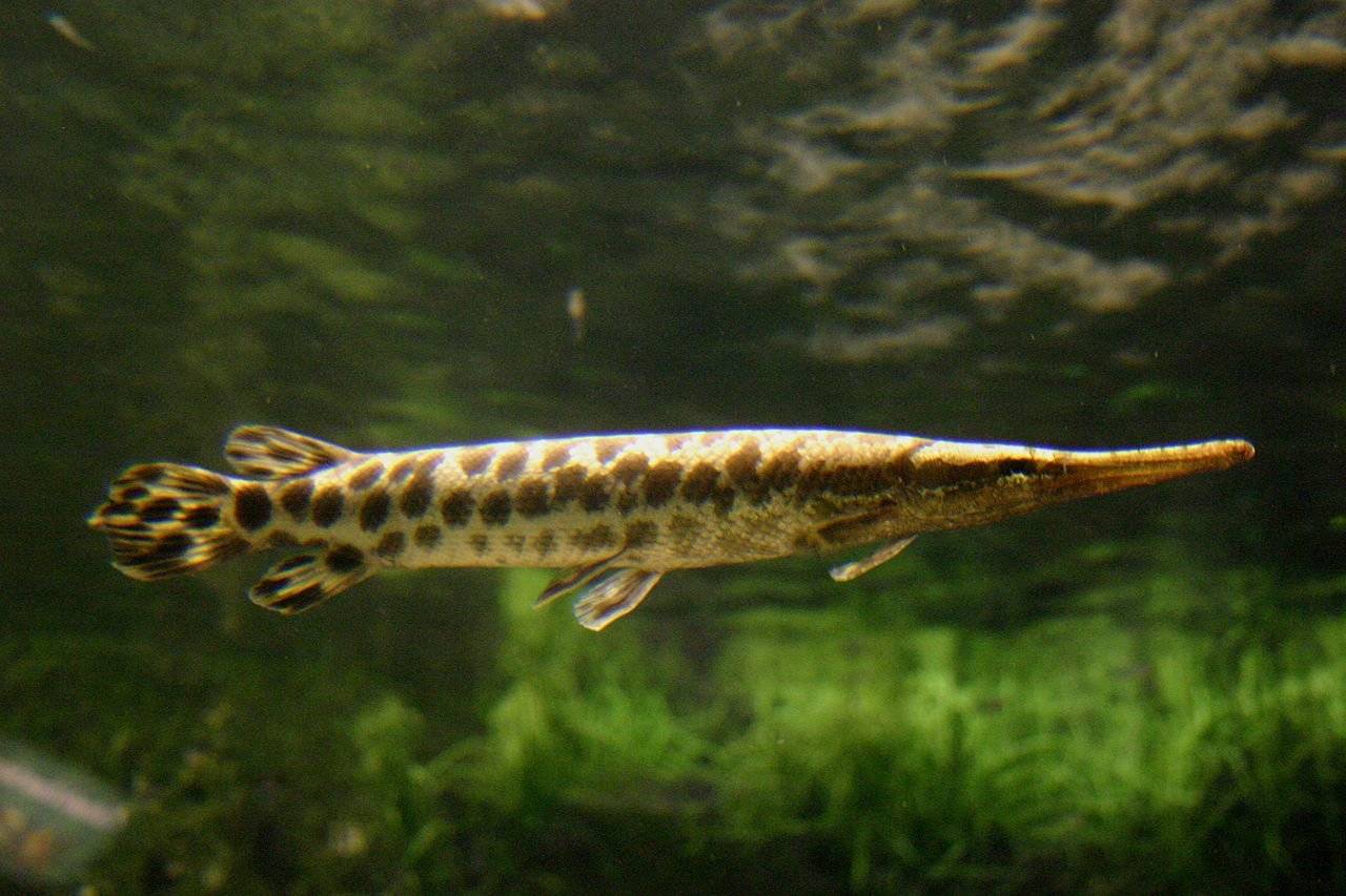 Панцирная щука, или рыба-аллигатор: ужас реки миссисипи