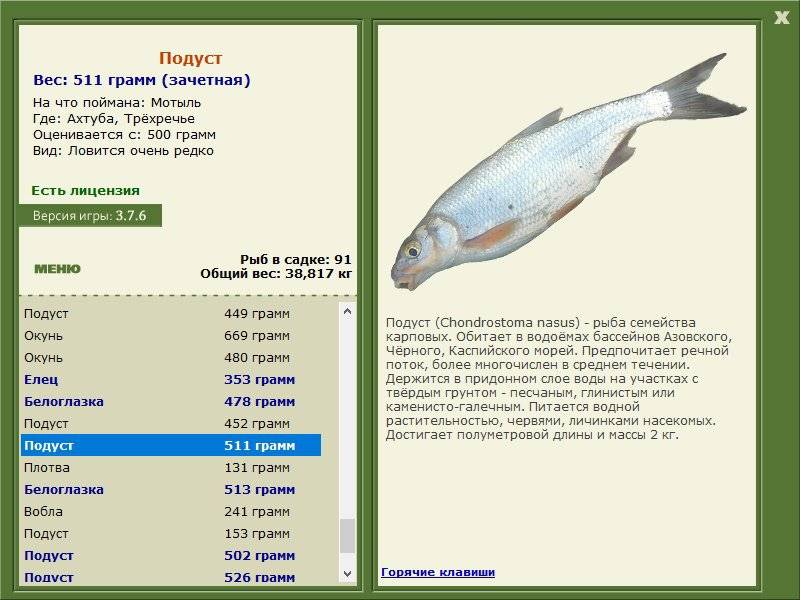 Подуст: описание, распространение, образ жизни и способ ловли - fishingwiki