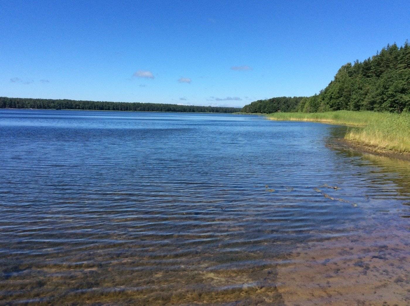 Озеро липовское. озеро липовское (ленинградская область, кингисеппский район): отзывы и фото