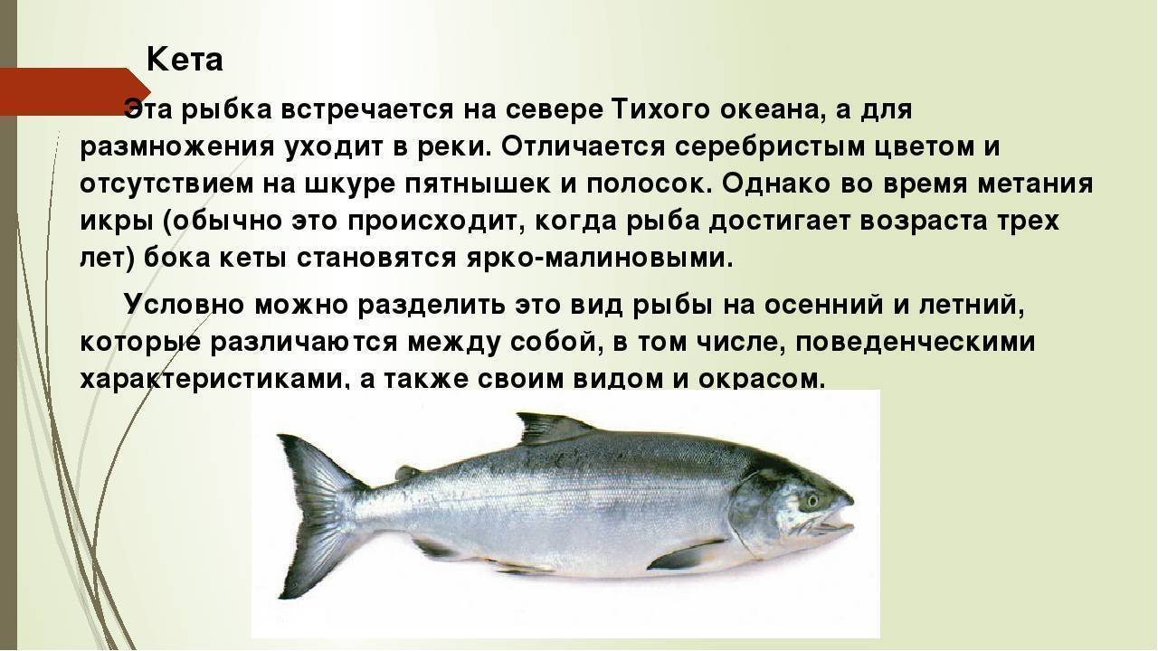 Рыба лобан – поведение, отличия от других кефалевых и как ловить