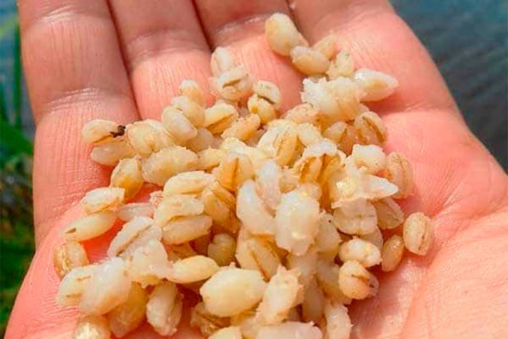 Как правильно запарить пшеницу для рыбалки?