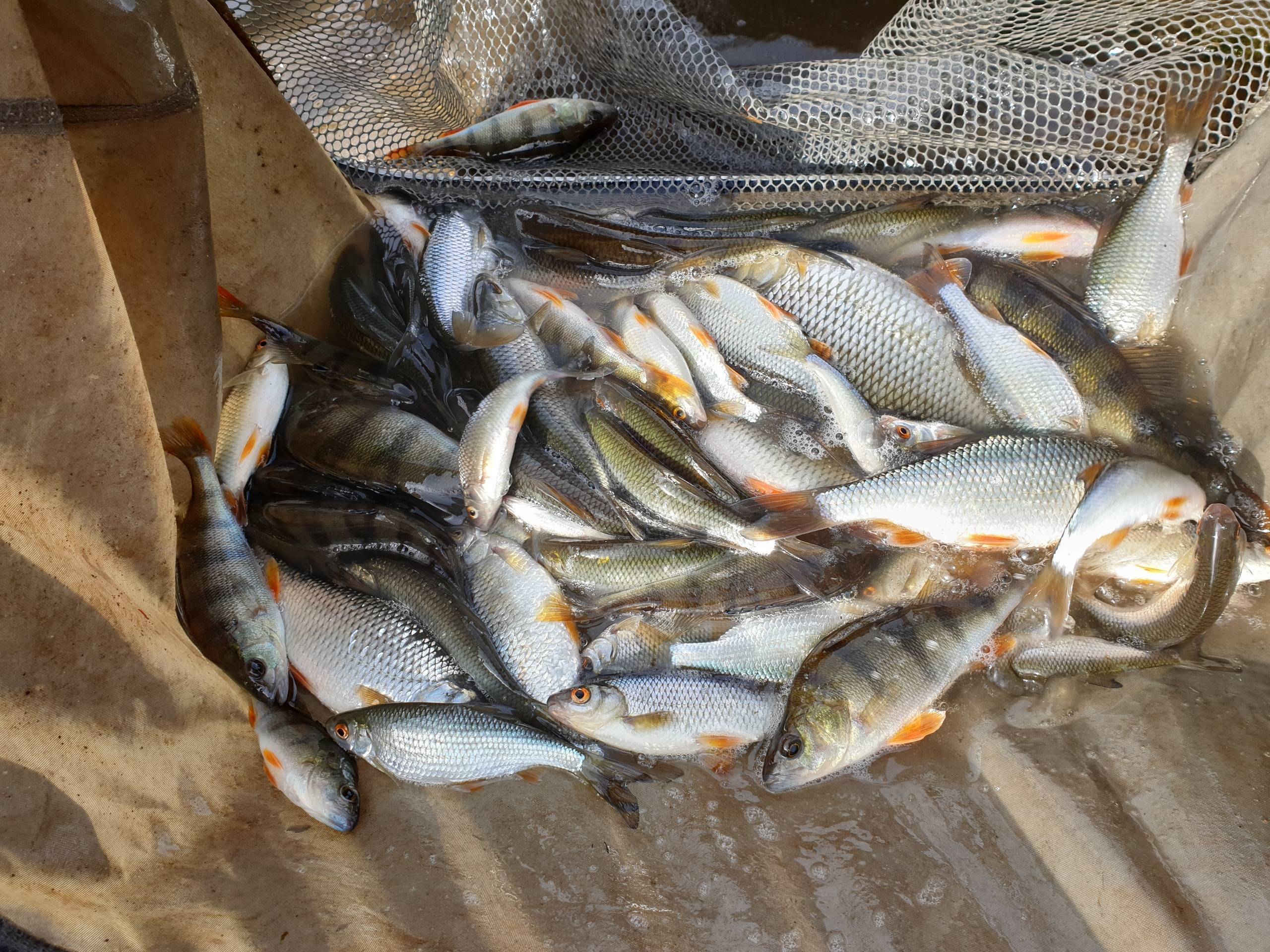 Рыбалка в могилеве: уловистые места и используемые снасти