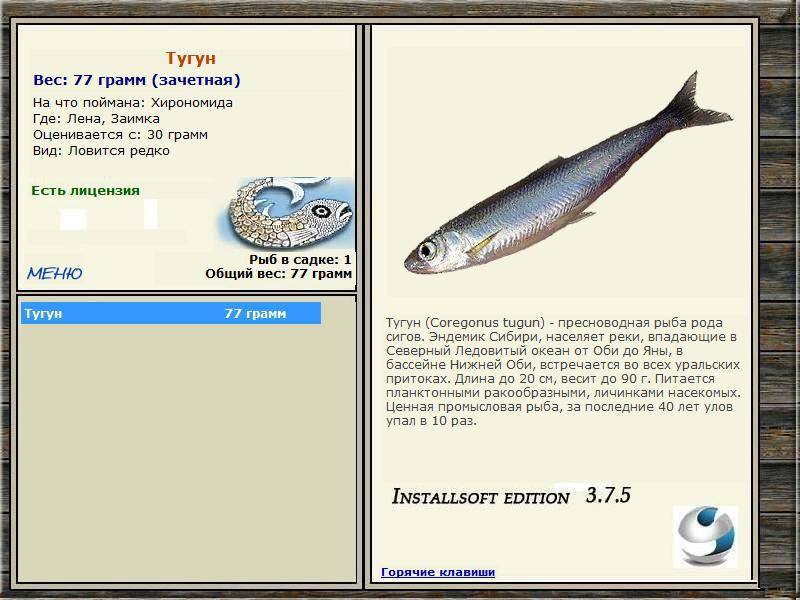 Рыба тугунок: описание, полезные свойства, где водится и как ловить