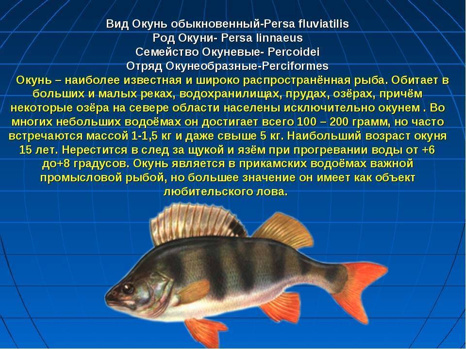Рыбы доклад 7 класс