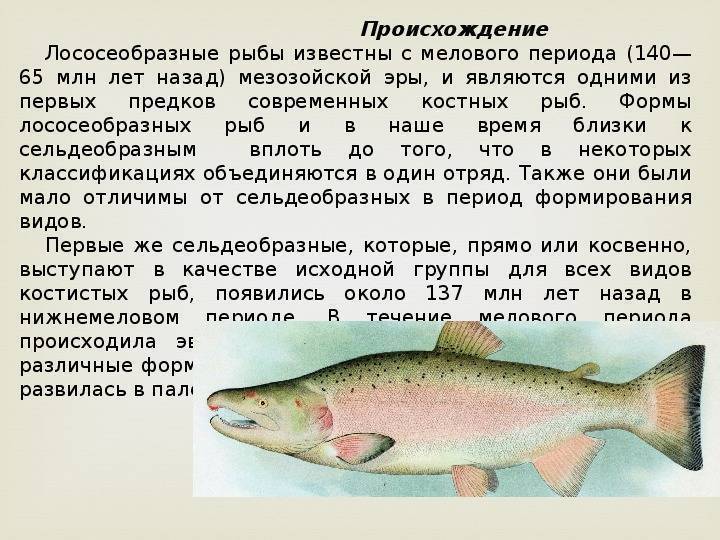 Лосось: как выглядит и где обитает рыба