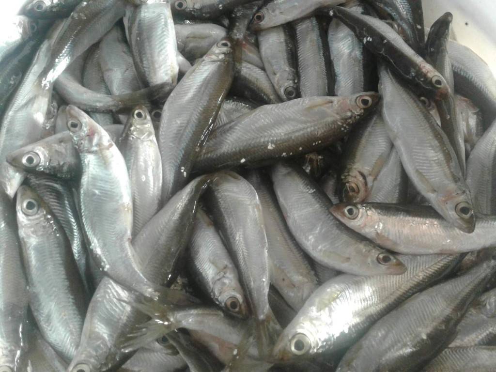 Рыба тугун - описание, выбор снастей, способы ловли