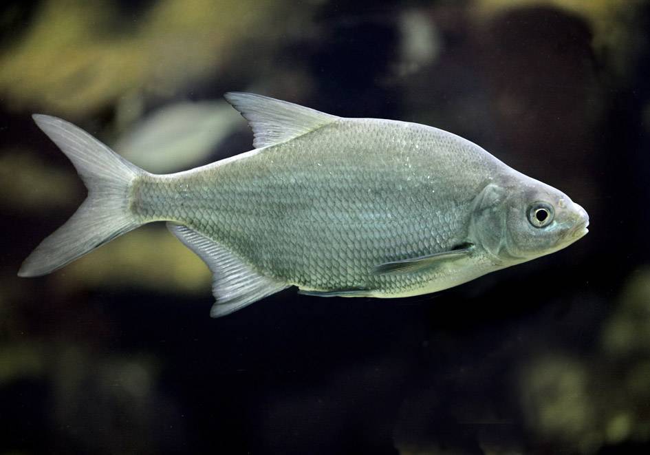 Рыба сопа (белоглазка): описание, питание, где водится. ловля белоглазки