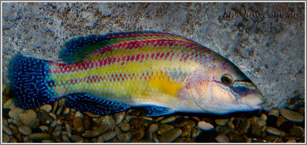 Пиленгас фото и описание – каталог рыб, смотреть онлайн