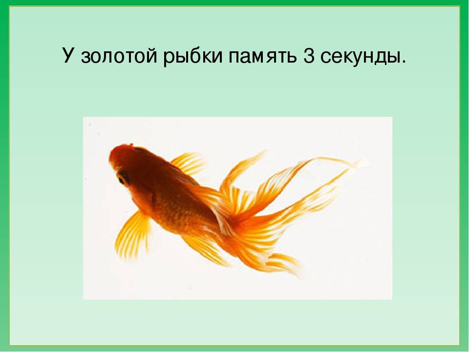 Память как у рыбки впр 4. Память рыбки. Память у рыб. Память у рыб 3 секунды. Память золотой рыбки.