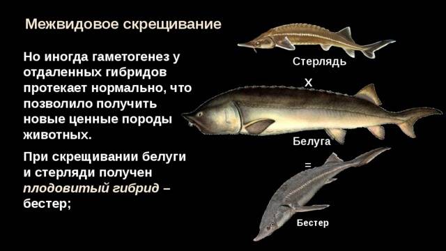 Рыба бестер: гибрид стерляди и белуги, внешний вид и виды, технология разведения
