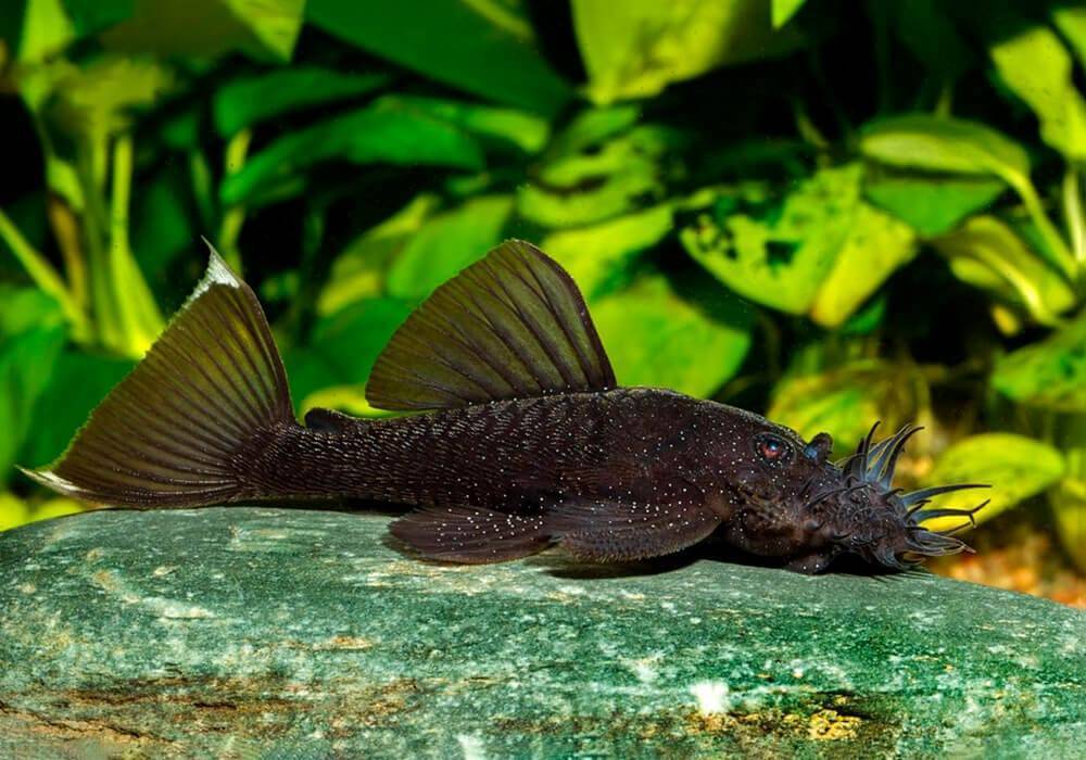 Сом анциструс: содержание и уход, чем кормить, виды, разведение в домашних условиях, совместимость с другими рыбками в аквариуме