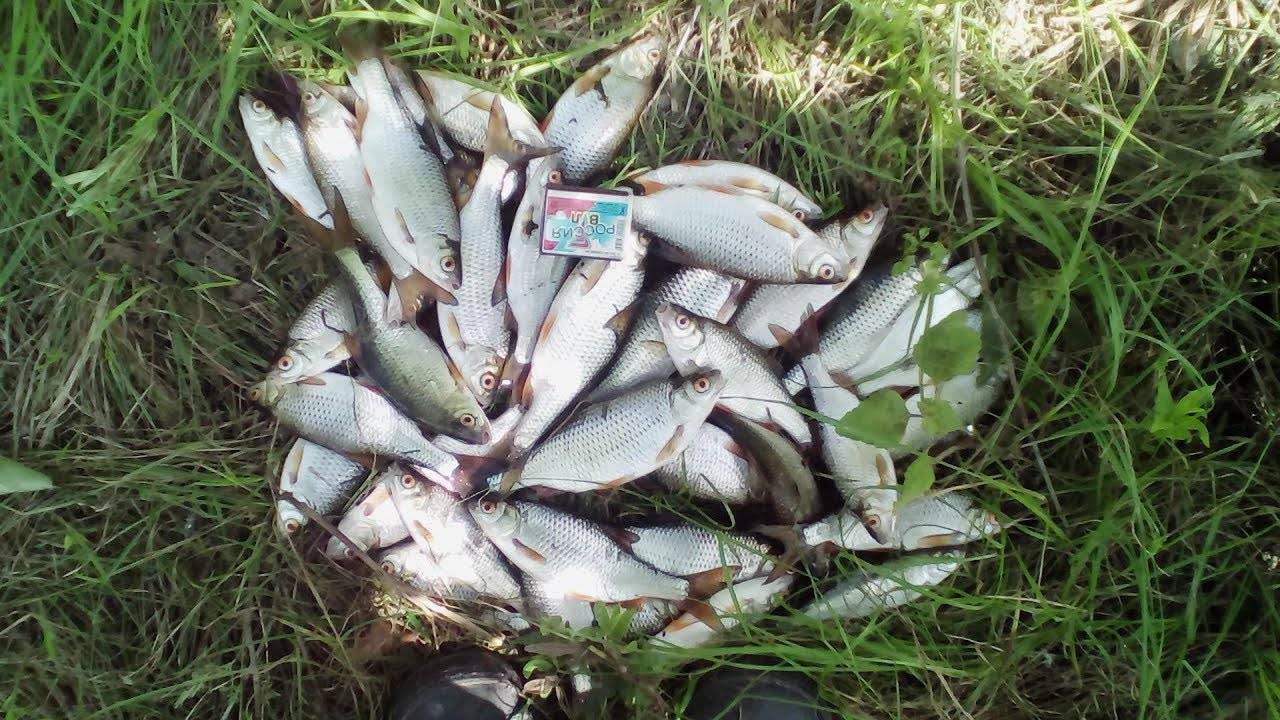 Рыбалка в Балаково: прогноз клева и особенности рыбалки