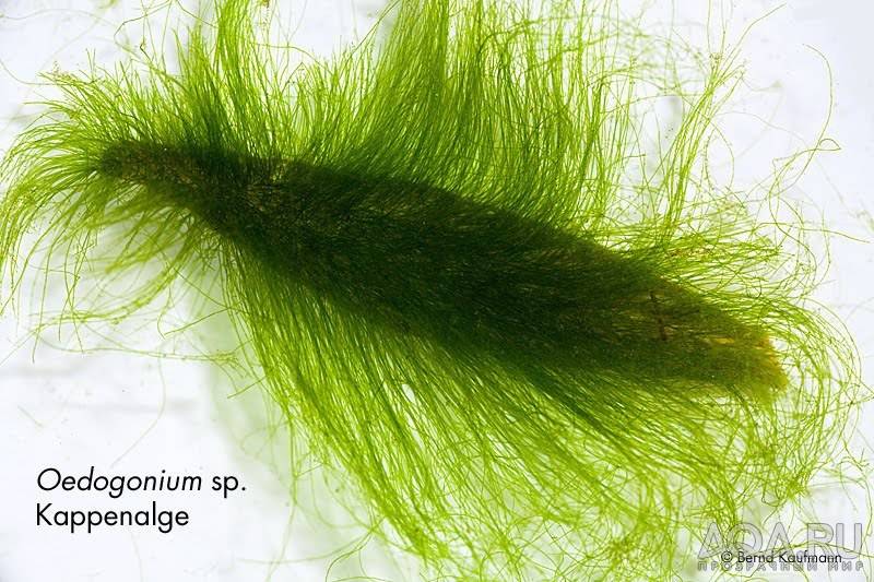 Нитчатые водоросли как насадка для ловли рыбы