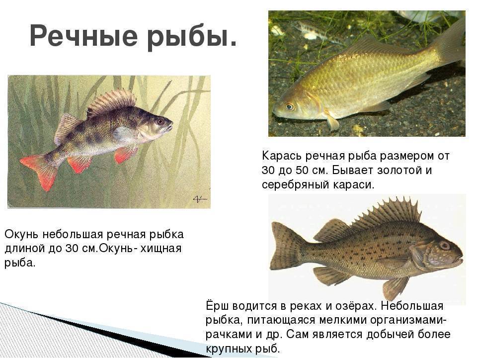 Болезни аквариумных рыб с фото и лечением