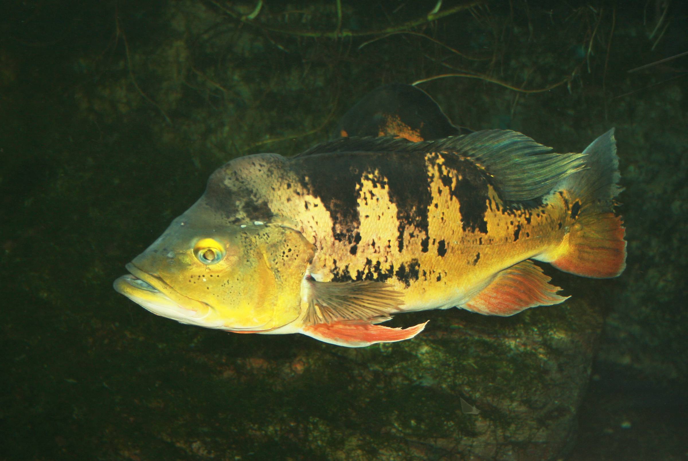 Содержание и разведение рыб-клоунов - amphiprion ocellaris, a. clarkii и др. - морские рыбы