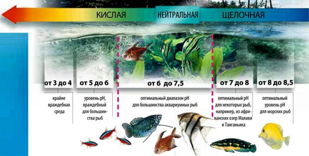 Температура воды в аквариуме для рыбок | аквариумные рыбки