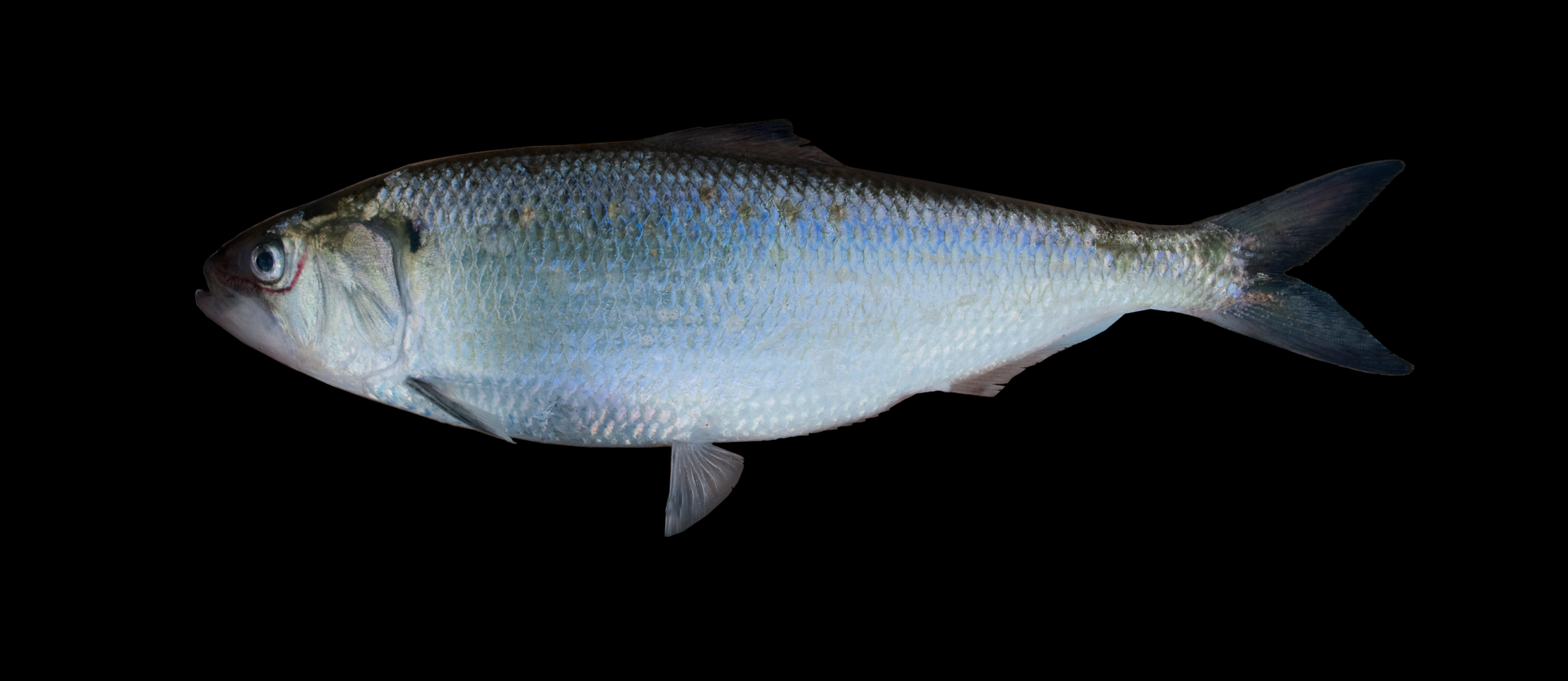 10 самых необычные рыб в мире (фото, видео)