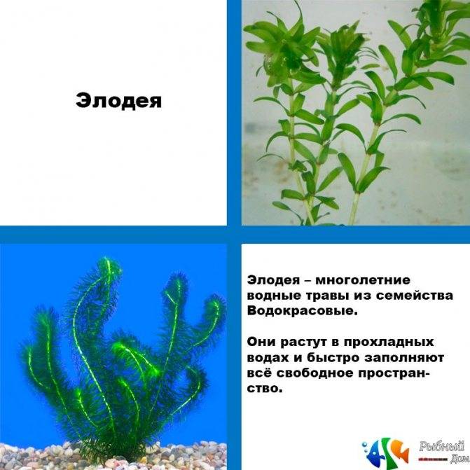 Аквариумное растение элодея: фото, виды, способы размножения и условия содержания