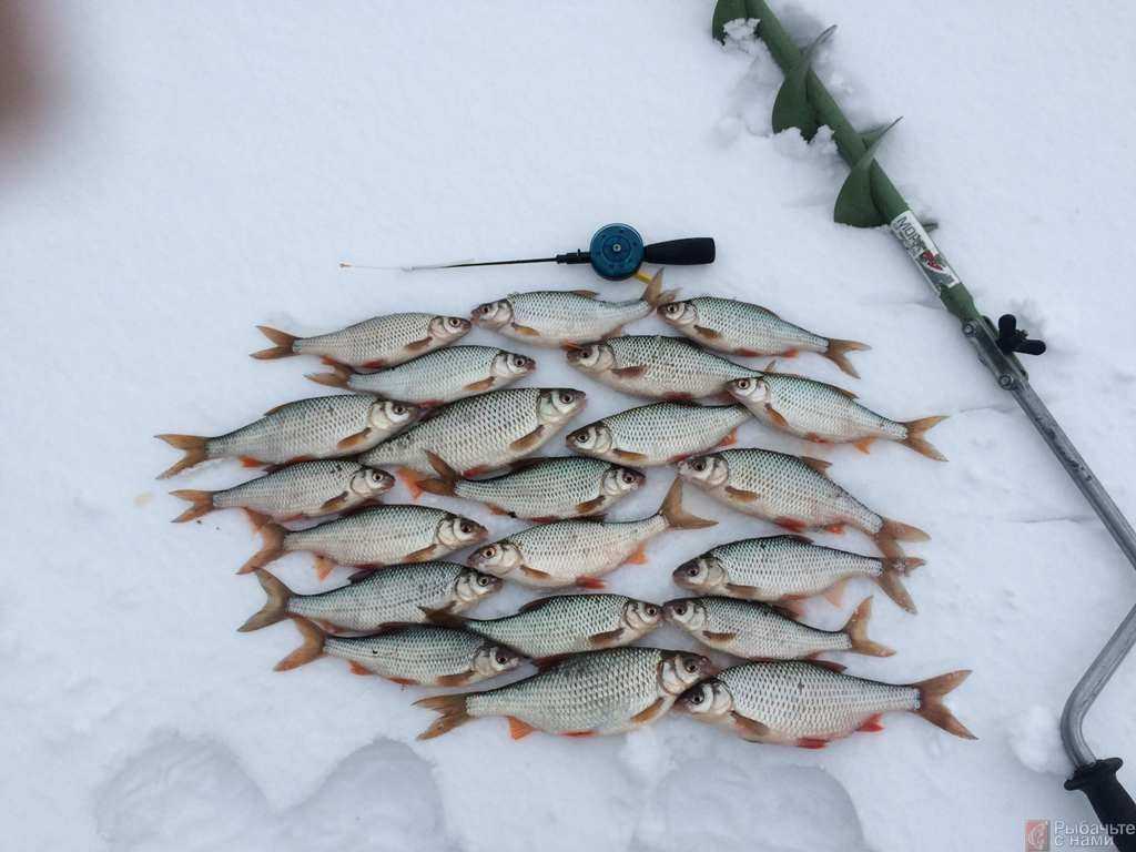 Ловля леща зимой на водоеме со стоячей водой. как добиться успеха на рыбалке?