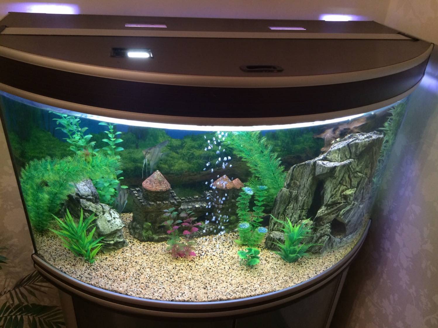 Мини-аквариумы (12 фото): каких рыбок завести в крошечном аквариуме? что нужно для маленьких аквариумов? светильники и растения для небольшого аквариума