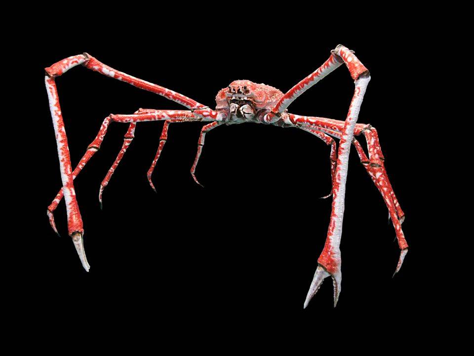 Гигантский японский краб-паук: что известно про огромное членистоногое