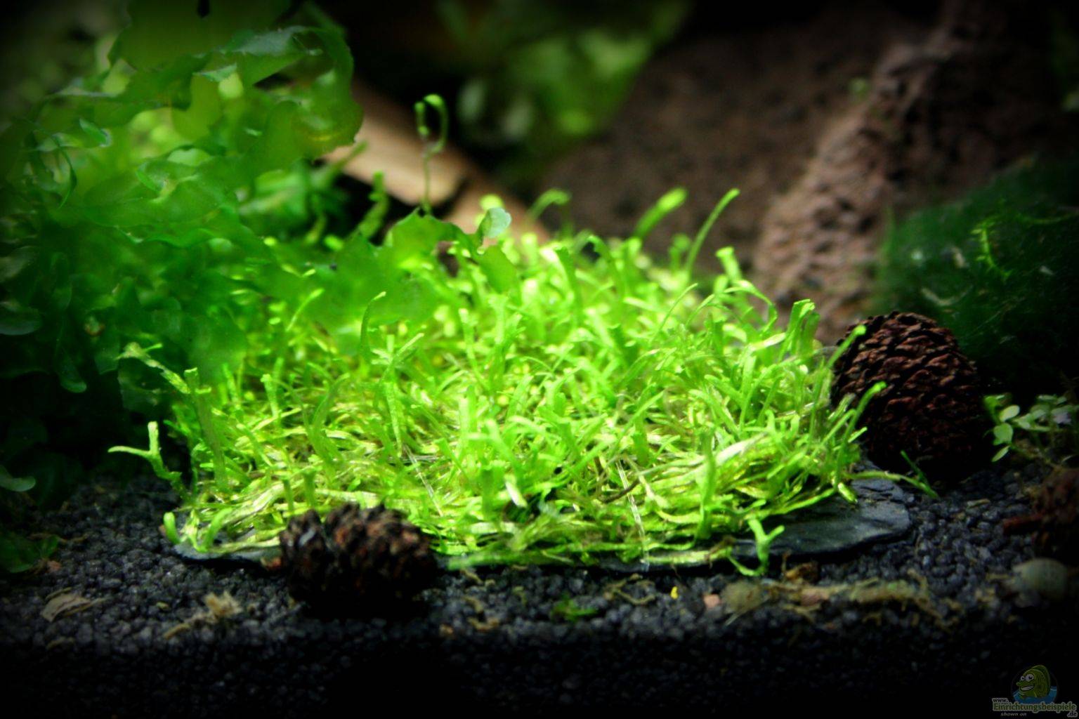 Правила содержания риччии в аквариуме: как правильно размножить водоросль- обзор +видео