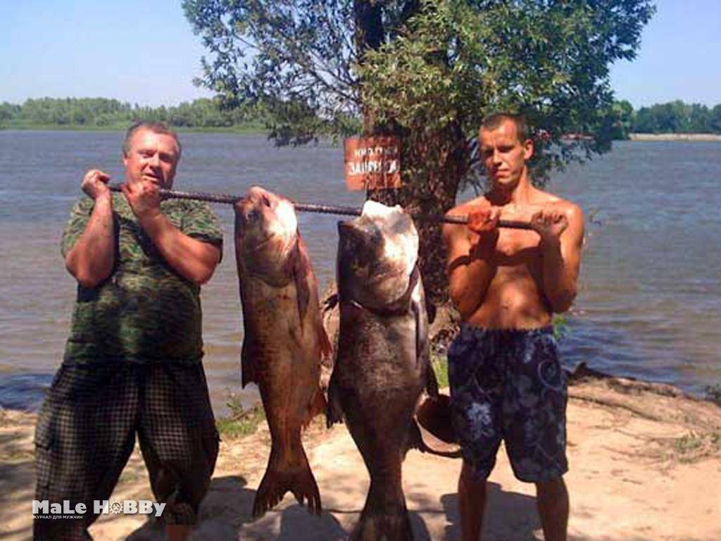 Астраханские рыболовные базы — чем они отличаются и какую выбрать для отдыха | lovitut.ru (рыбалка и бильярд) | дзен