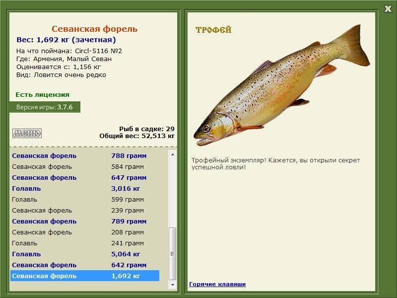 Кумжа фото и описание – каталог рыб, смотреть онлайн