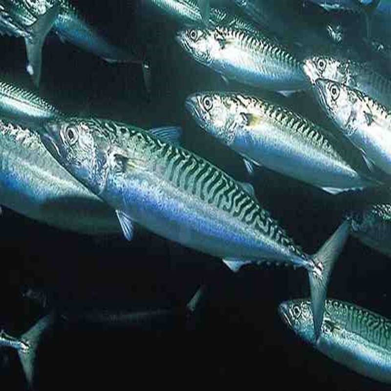 Скумбрия: что за рыба, где водится, описание, польза и вред