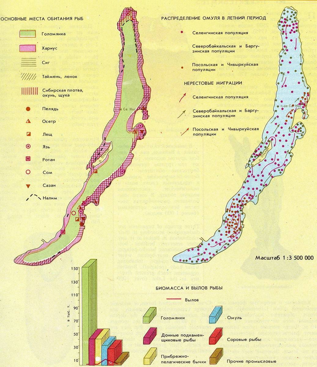 Места лова рыбы. Карта схема озера Байкал. Рыбные места на Байкале. Карта рыбных мест на Байкале. Байкальский омуль ареал обитания.