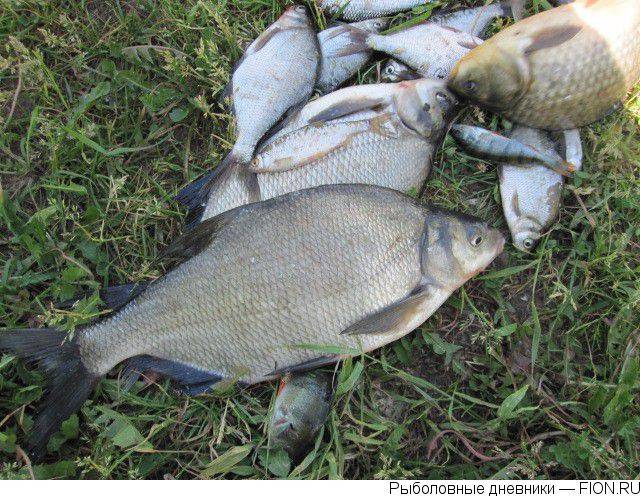 Рыбалка на клязьме — советы и рекомендации