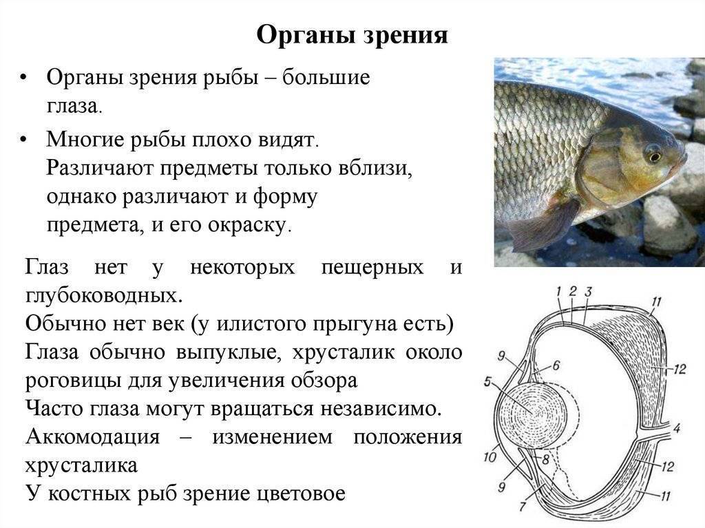 Как рыбы слышат, видят и… говорят