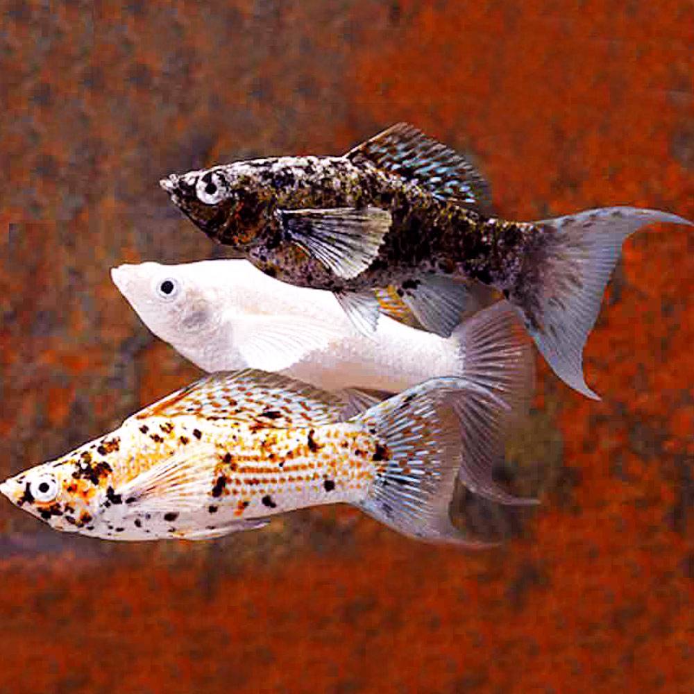 Аквариумная рыбка моллинезия: содержание, уход и размножение