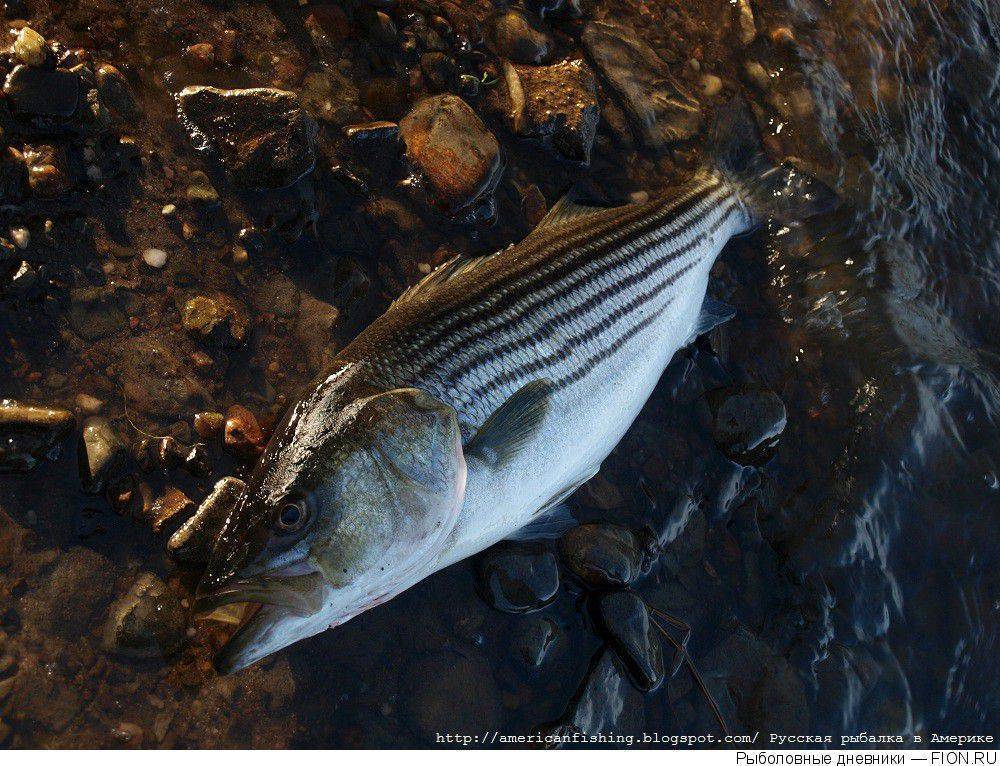 Лаврак фото и описание – каталог рыб, смотреть онлайн