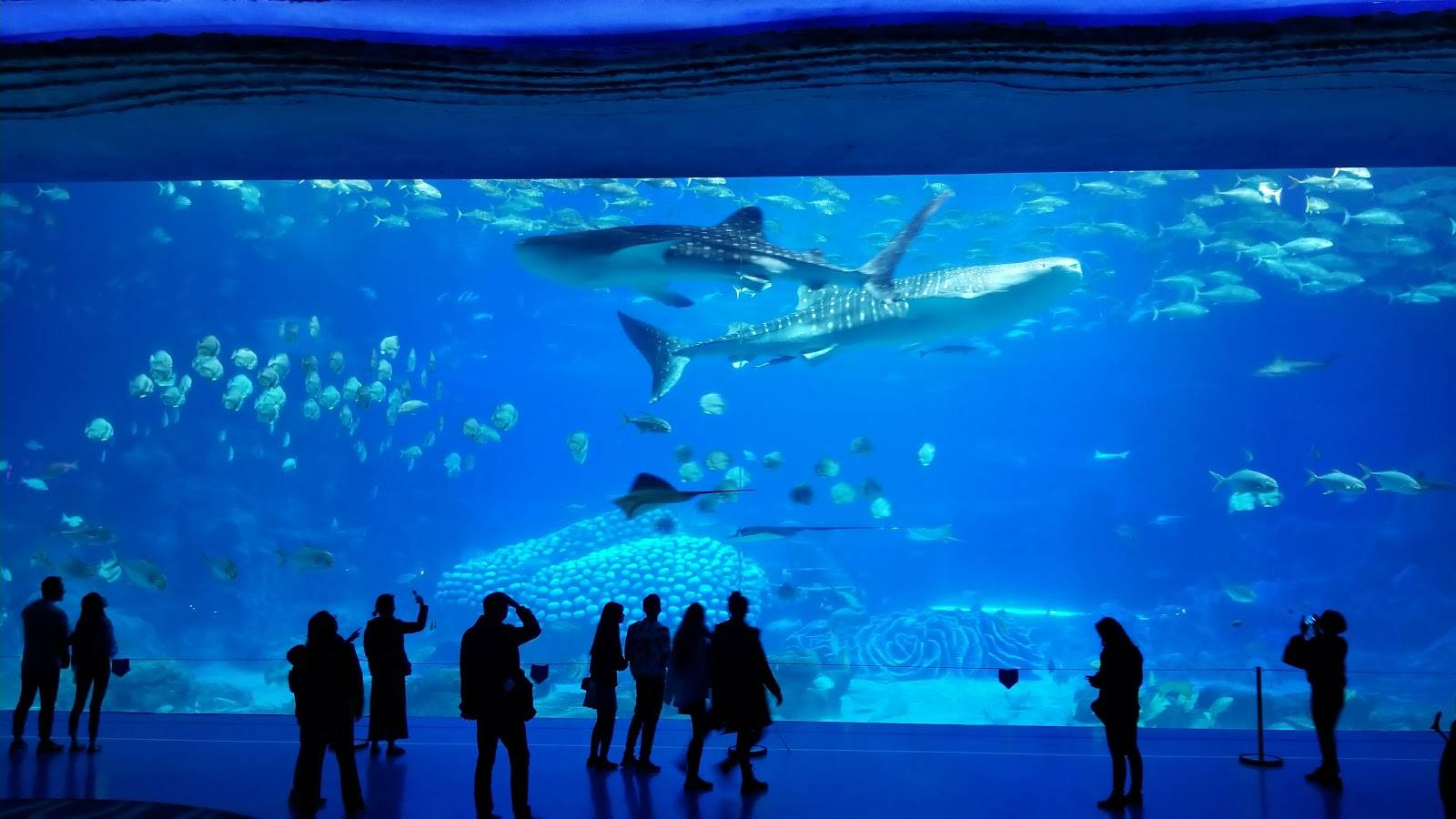 Самые большие океанариумы в мире