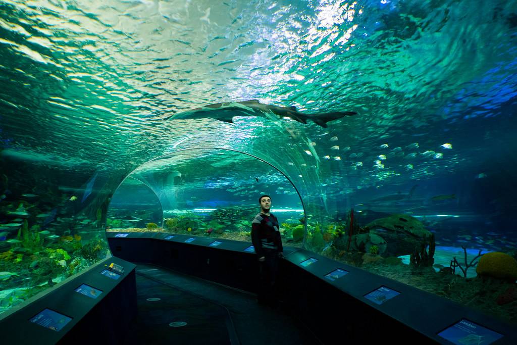 Самый большой океанариум в мире: где он находится и его особенности