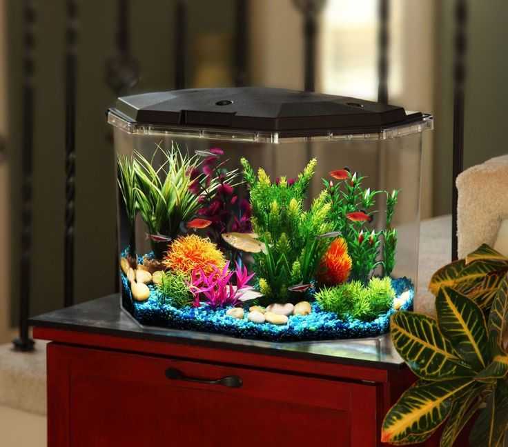 Как выбрать аквариум для дома- подбор аксессуаров, фото и видео