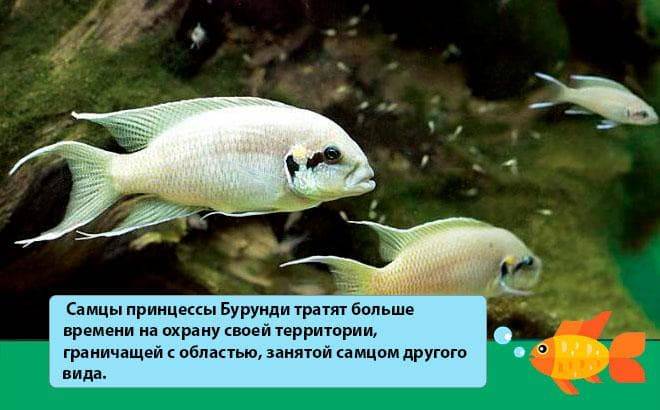 Барбус денисони: [описание рыбы, фото, совместимость и содержание в аквариуме]