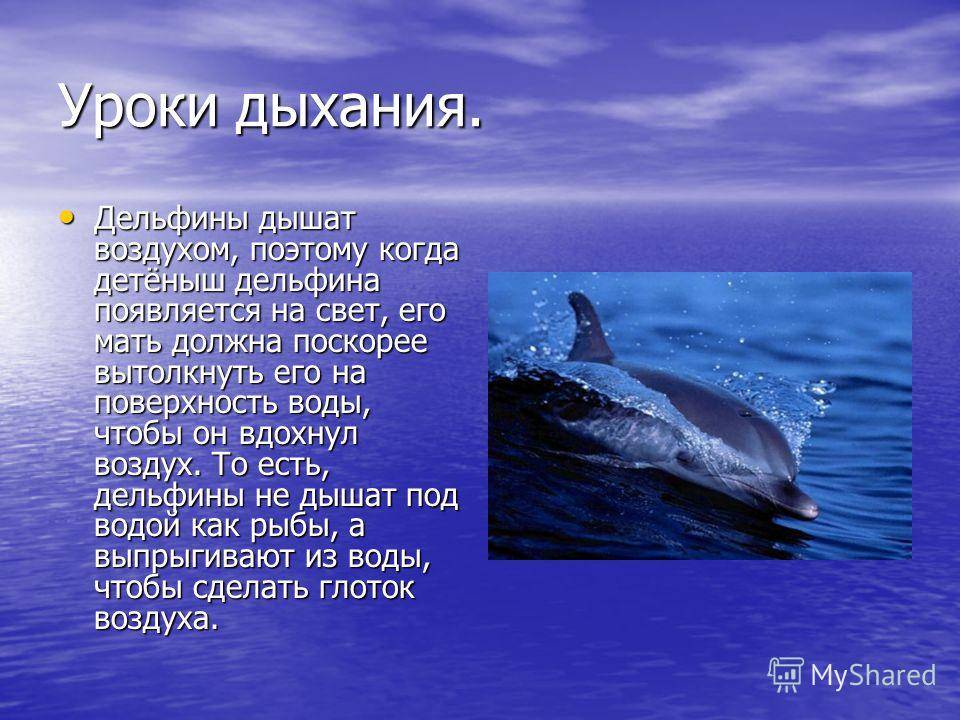 Дельфины: образ жизни, виды, описание