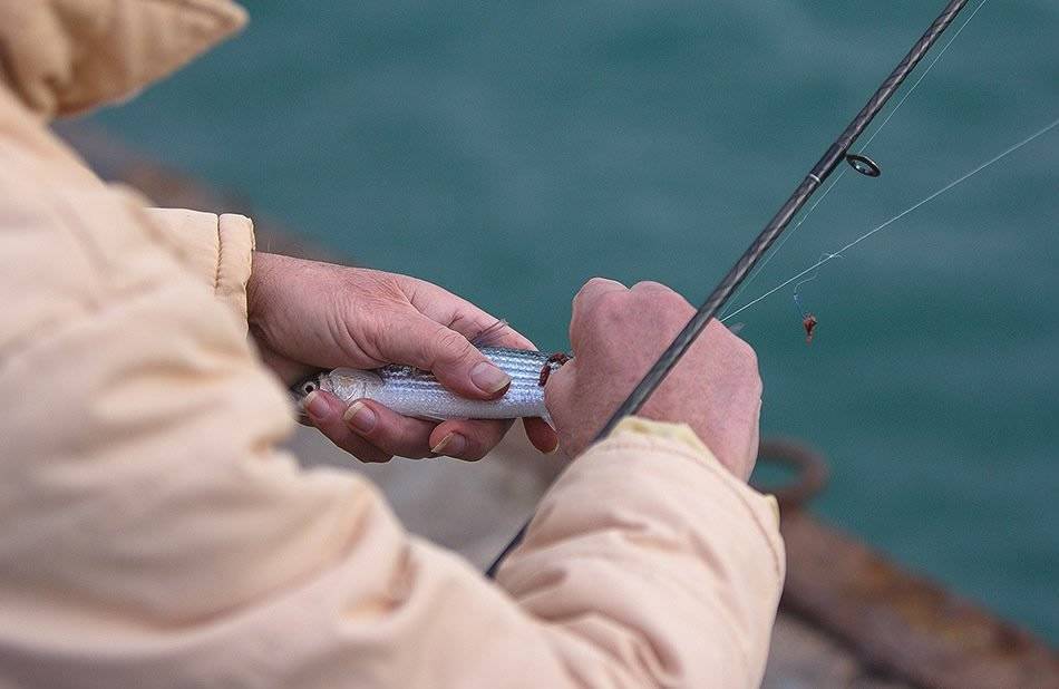 Рыбалка на черном море: ловля пеленгаса — goodbooking.ru